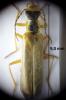 Dichelotarsus procerulus